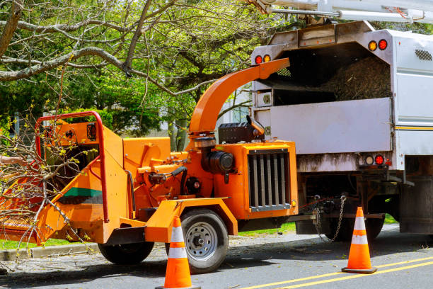  Walnut Park, CA Tree Removal and Landscaping Services Pros